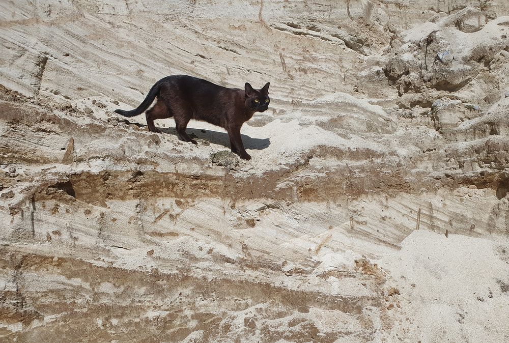 Фотография автора Надежда Лисицына