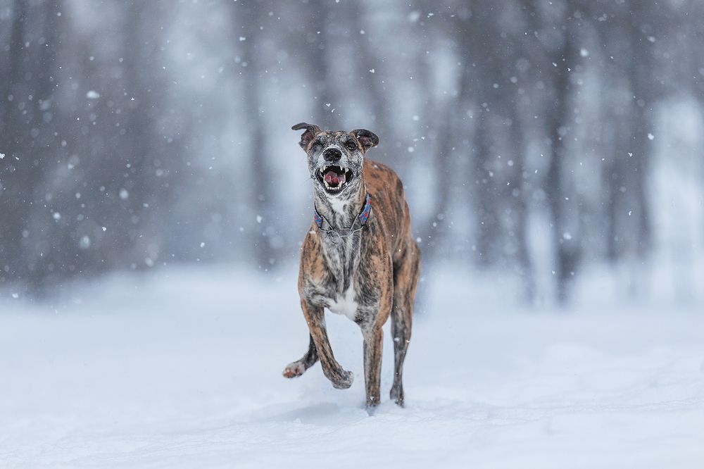 Photograph by Шитиков Владимир