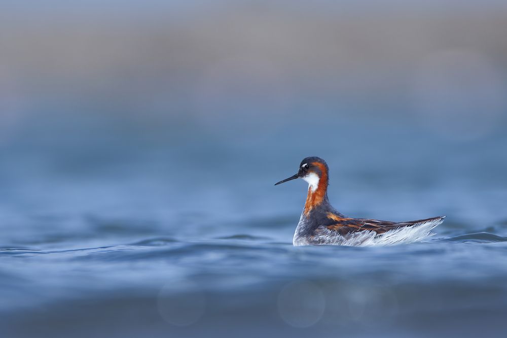 Photograph by Patel Jay