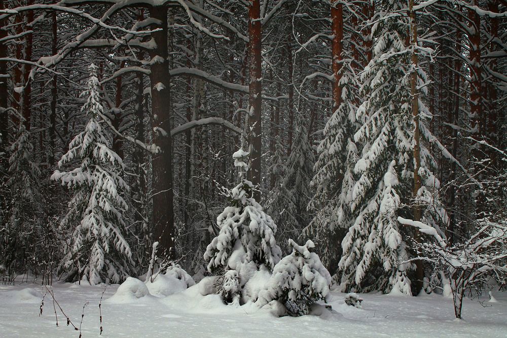 Photograph by Курочкина Диана