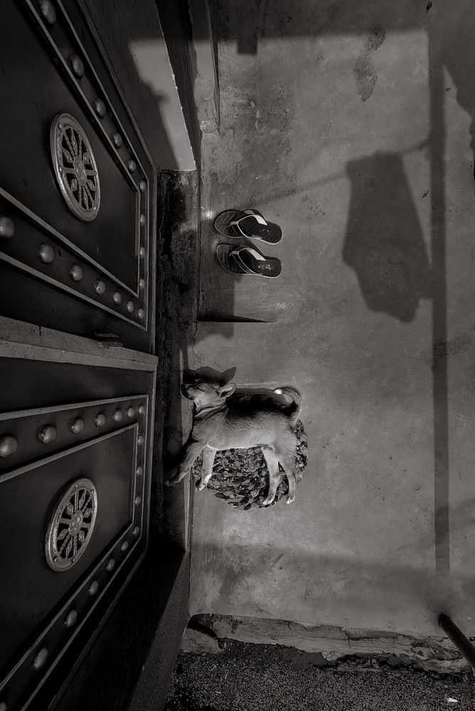 Dreaming at the Doorstep: A Puppy’s Blissful Sleep