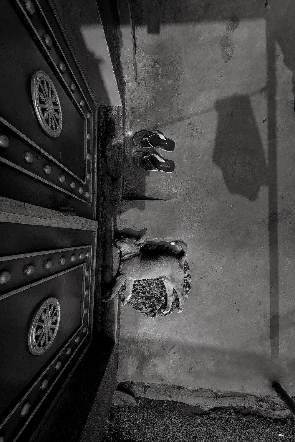 Dreaming at the Doorstep: A Puppy’s Blissful Sleep