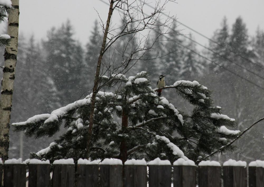 Photograph by Светлана Попкова