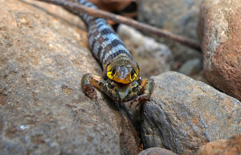 Photograph by Nirmalya Chakraborty