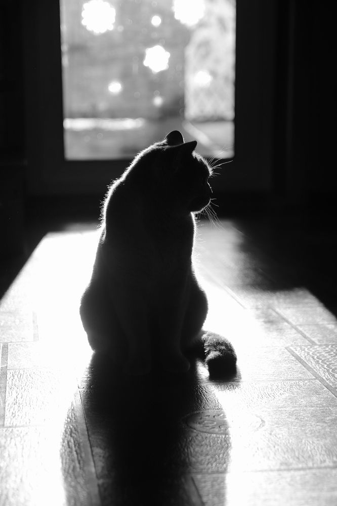 Фотография автора Наталья Боярина