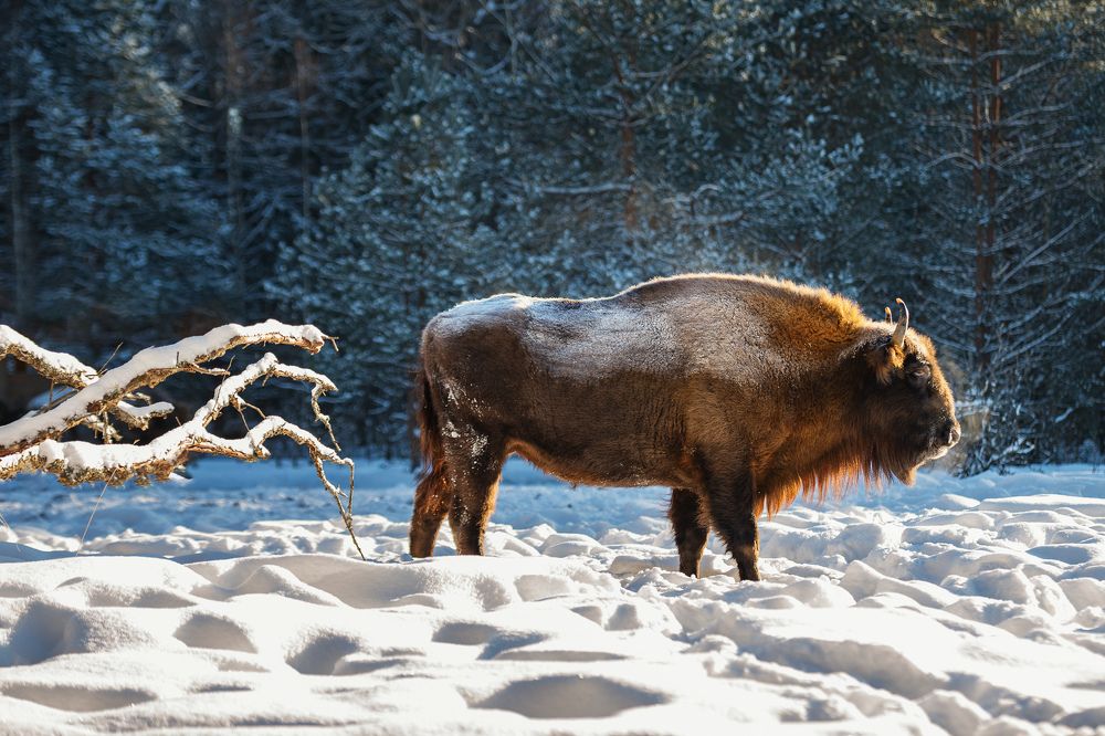Photograph by Низовцева Елена