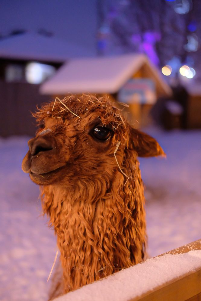 Photograph by Дарья Пысина