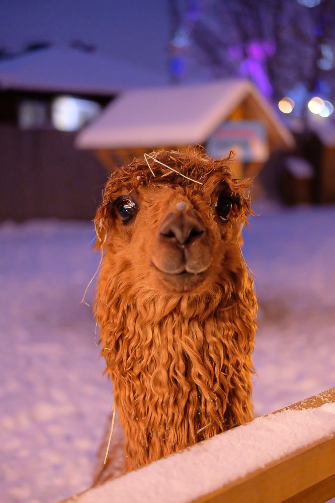 Photograph by Дарья Пысина