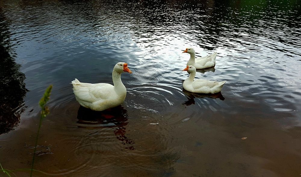 Photograph by Максим Иванов