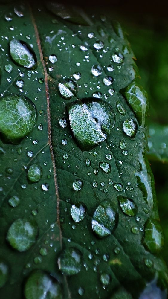 Фотография автора Ирина Муравьева