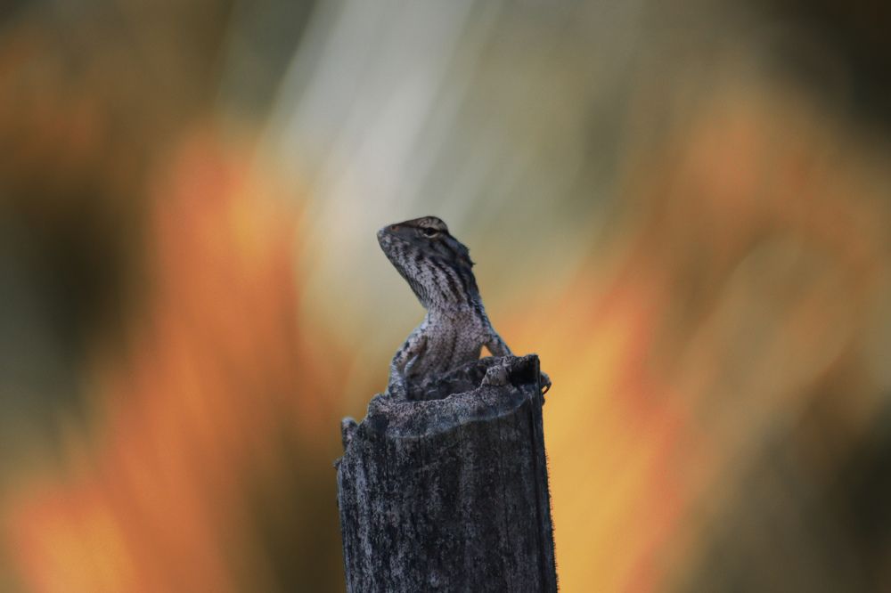 Photograph by Pema Wangchuk