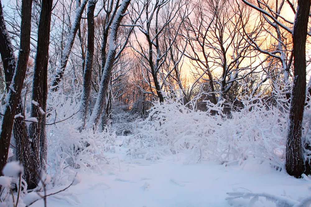 Sunset in the forest
