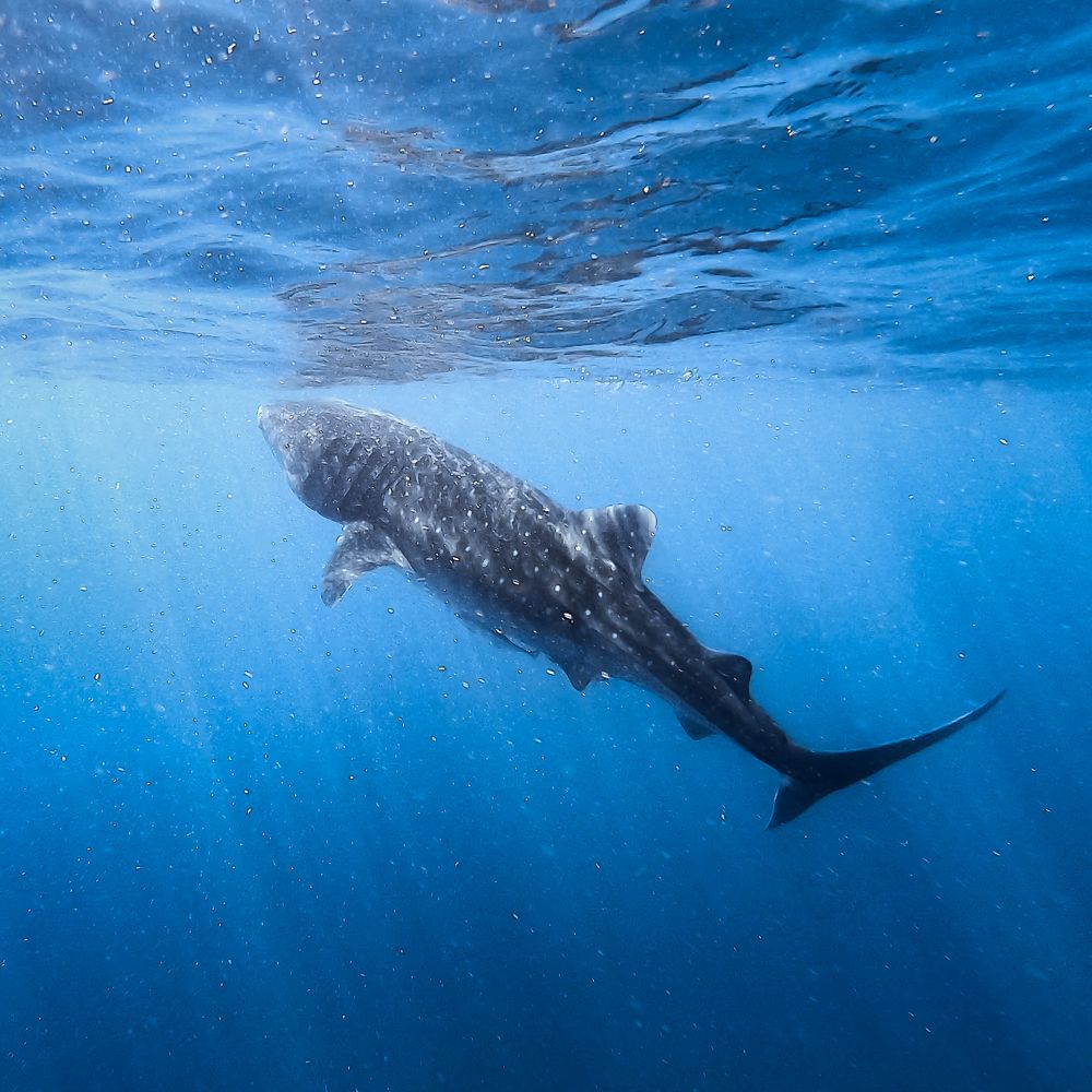 Photograph by Felipe Vasquinho