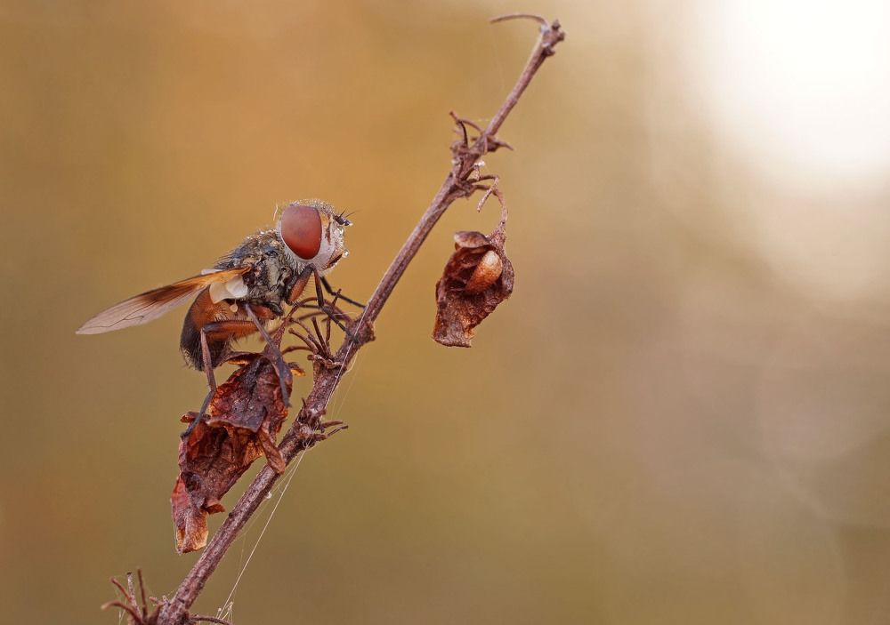 Photograph by Чепленко Алексей