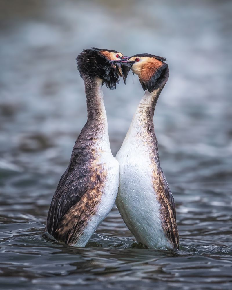 Танец любви