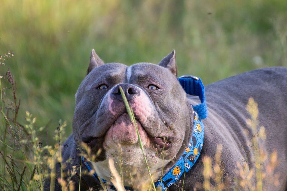 Новый запах