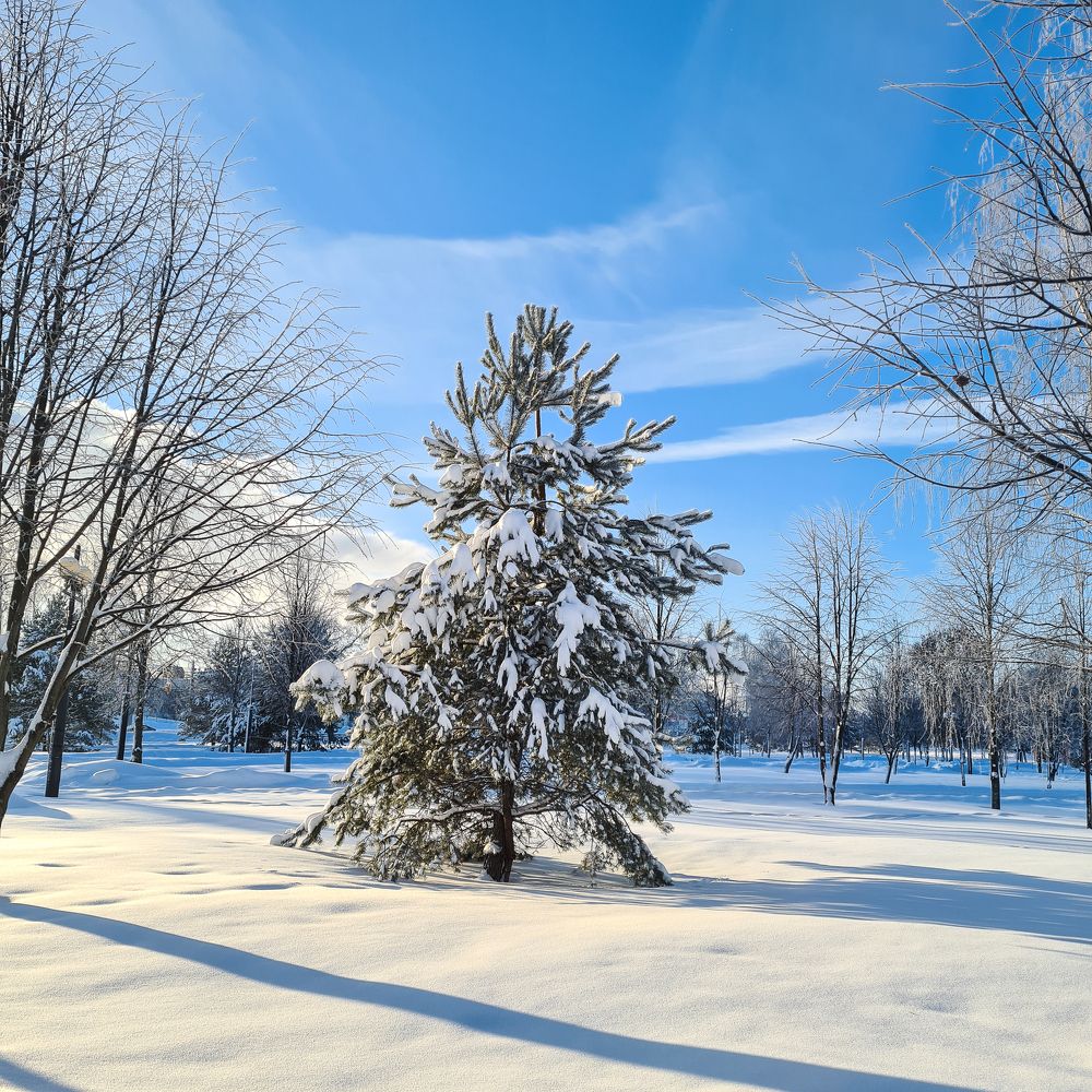 Фотография автора Ирина Дашевская