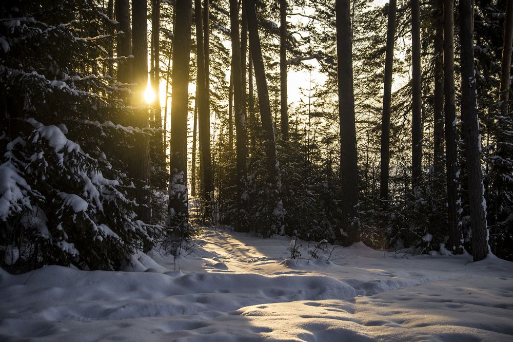Фотография автора Андрей Рогов
