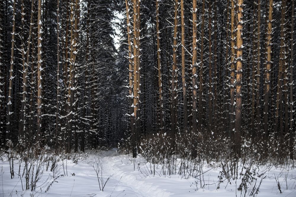 Фотография автора Андрей Рогов