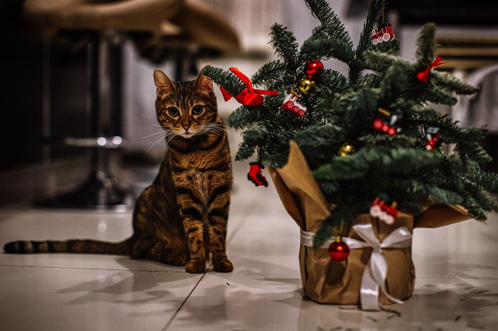 Хочу быть натюрмортом)))!