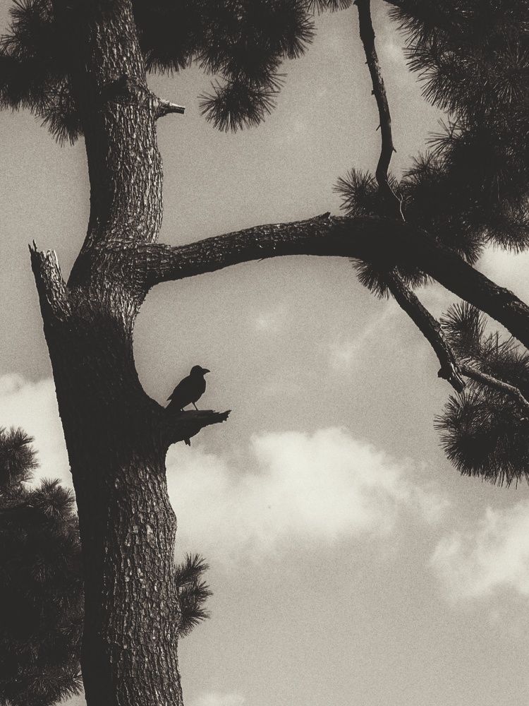 Photograph by Alina Iakovleva