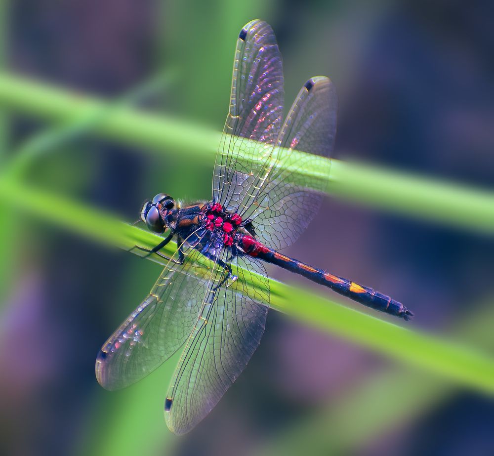 Красотка стрекоза