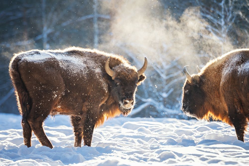 Photograph by Низовцева Елена