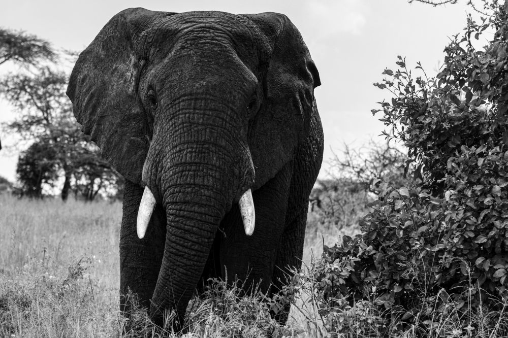 Photograph by Teju Chandrashaker