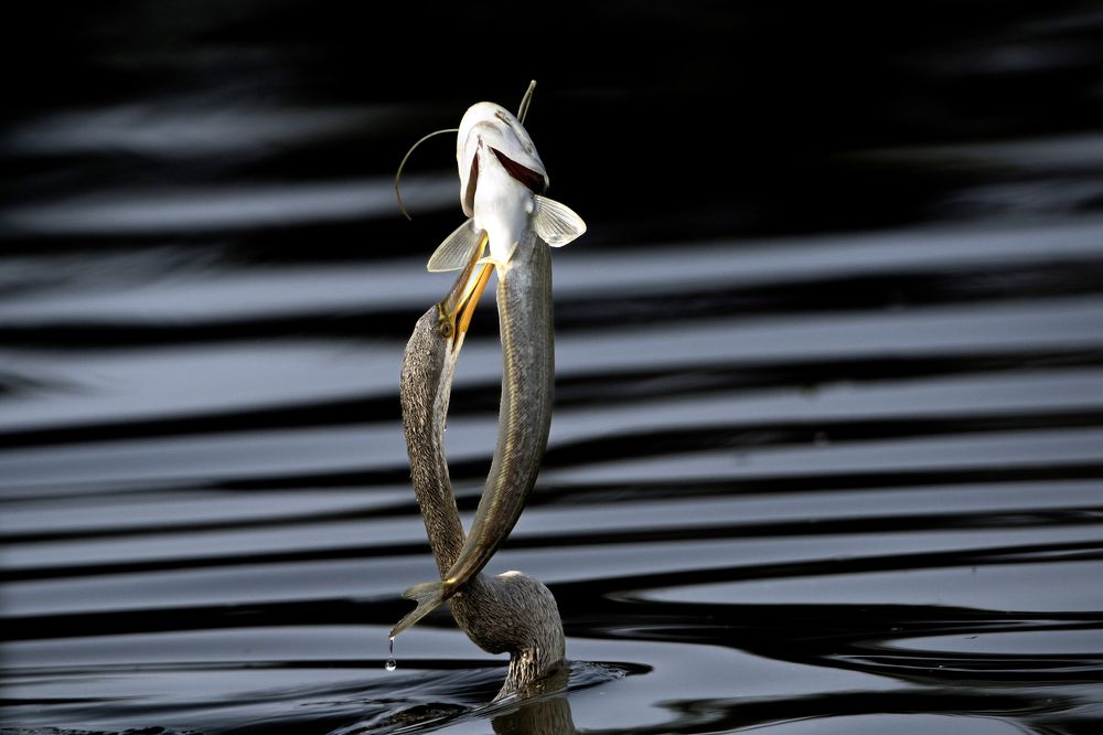 Photograph by Dilip Shah