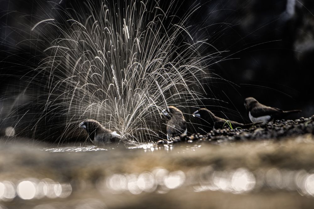 Photograph by Dilip Shah