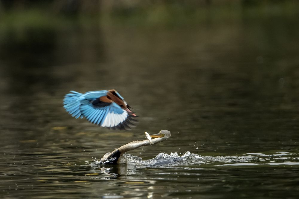 Photograph by Dilip Shah