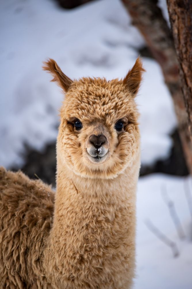 нос сердечком