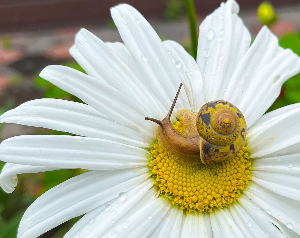 Photograph by Елена Карпухно