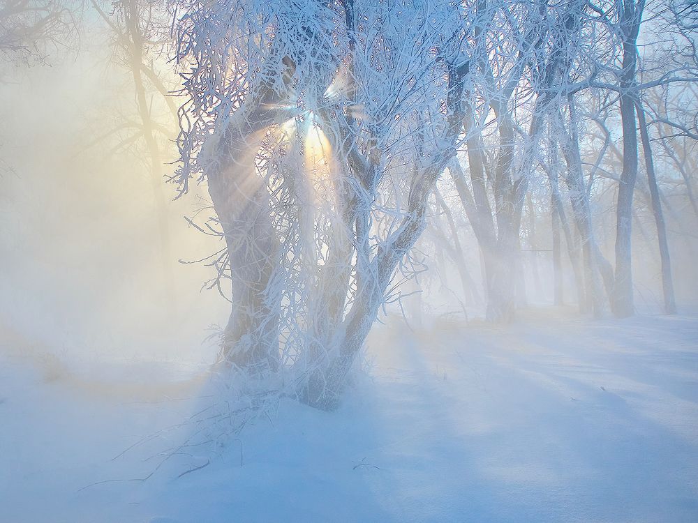 Южная зима. Морозный туман.