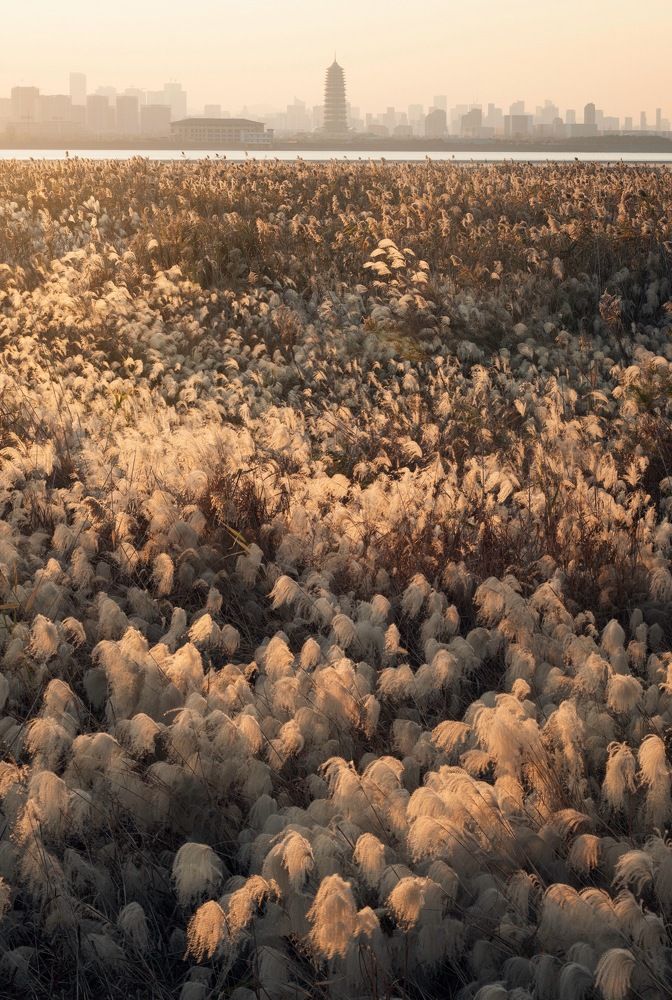 Autumn reed in the sunset