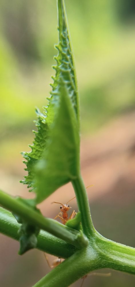 Photograph by Abhishekpaul Galla