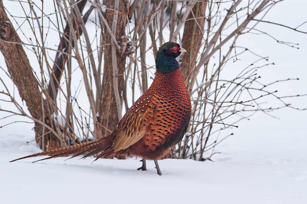 Photograph by Павел Сторчилов