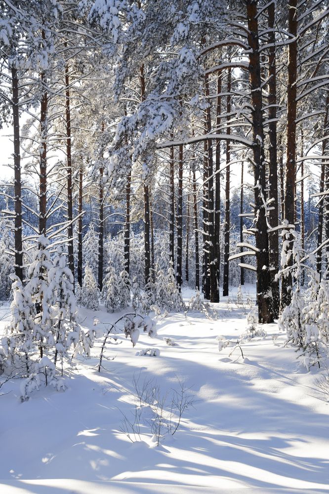 Photograph by Елена Коврижных