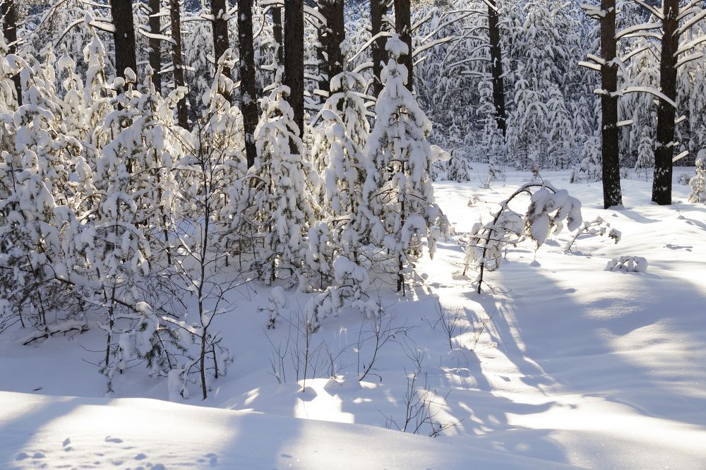 Photograph by Елена Коврижных