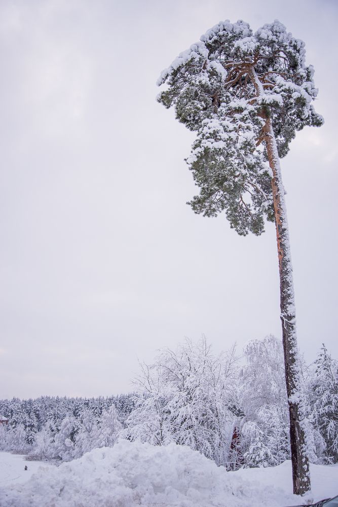 Снежное одиночество/Snowy Loneliness