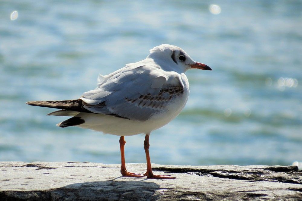 Photograph by Светлана Башаева