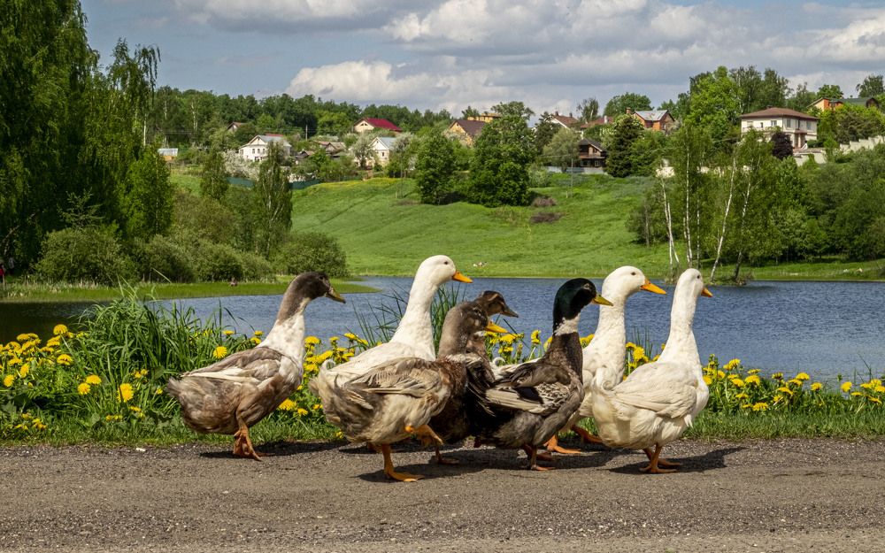 Photograph by Елена Маракулина