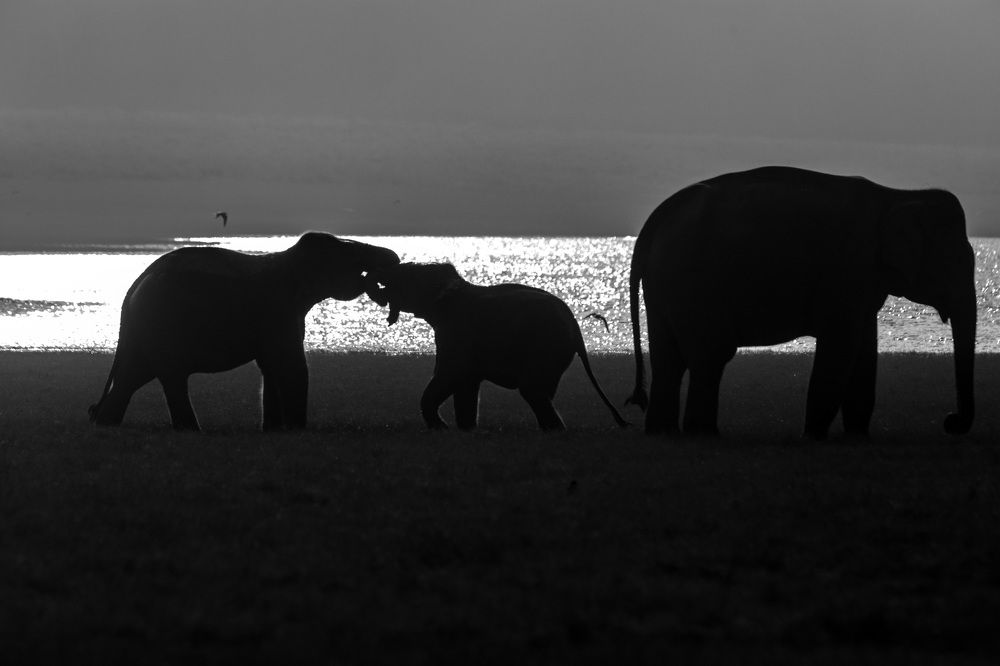 Photograph by Satrajit Dutta