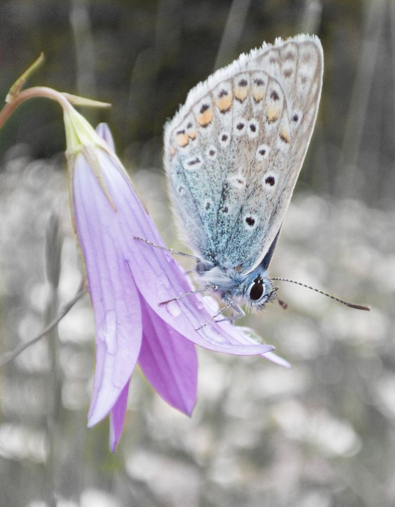 Photograph by Руслан Гончар