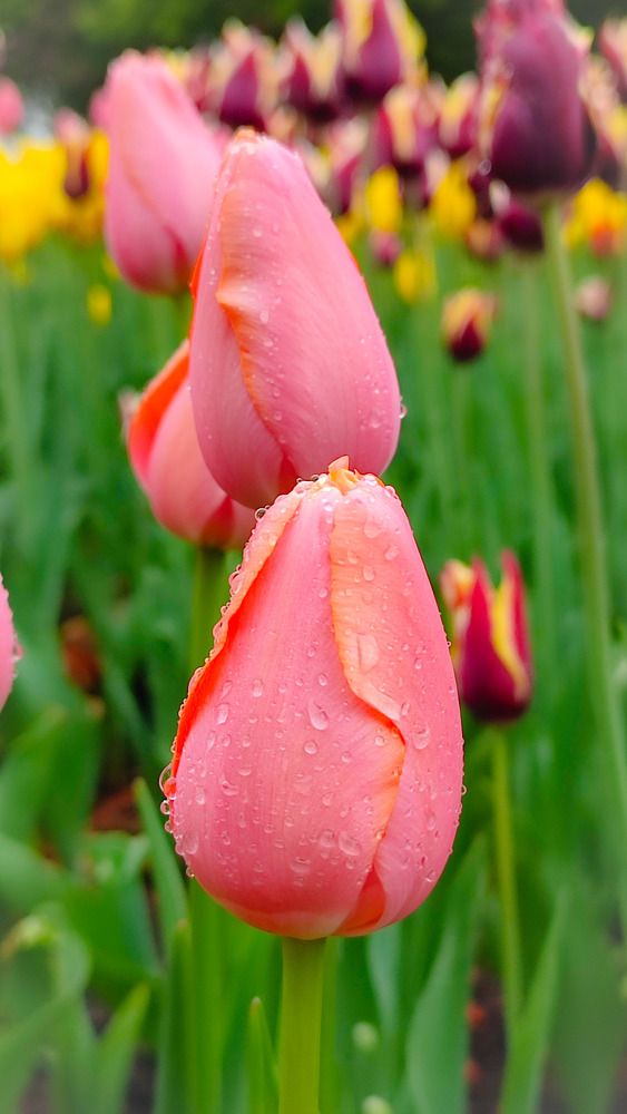 Тюльпаны под дождём