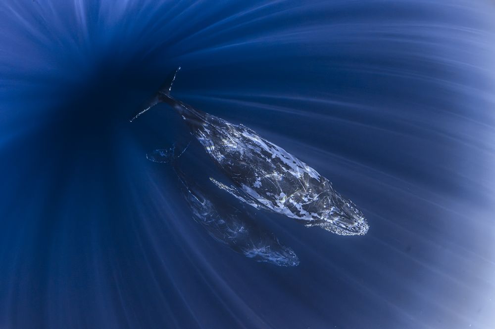 Dos ballenas en el universo