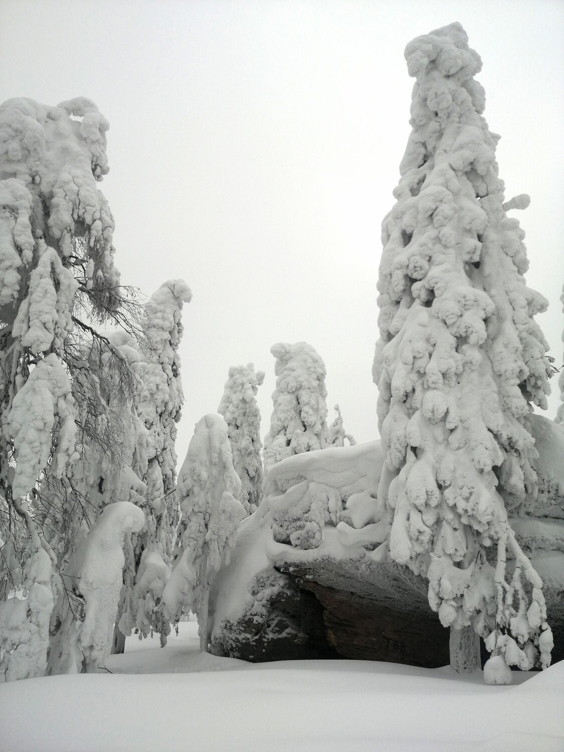 Зимний монохром