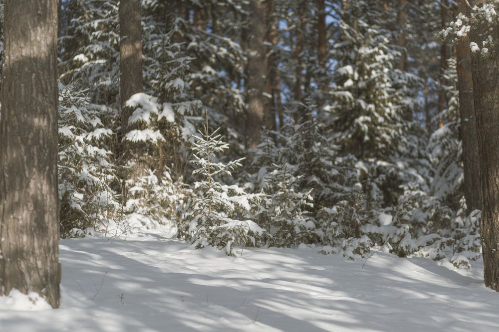 Фотография автора Татьяна Перминова