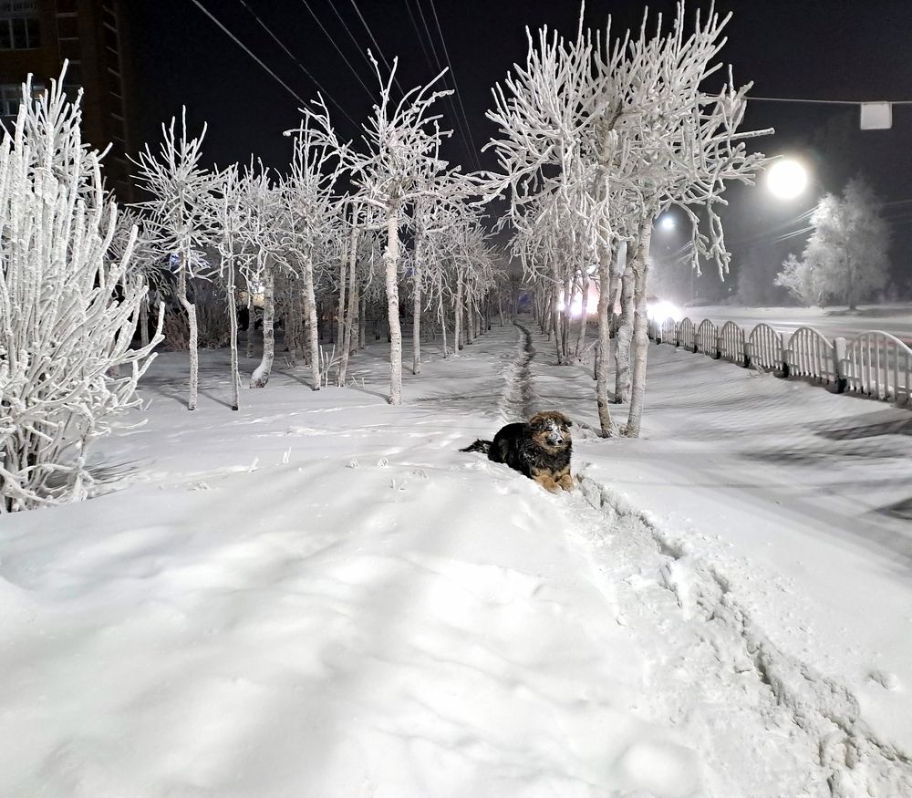 Природа под снегом