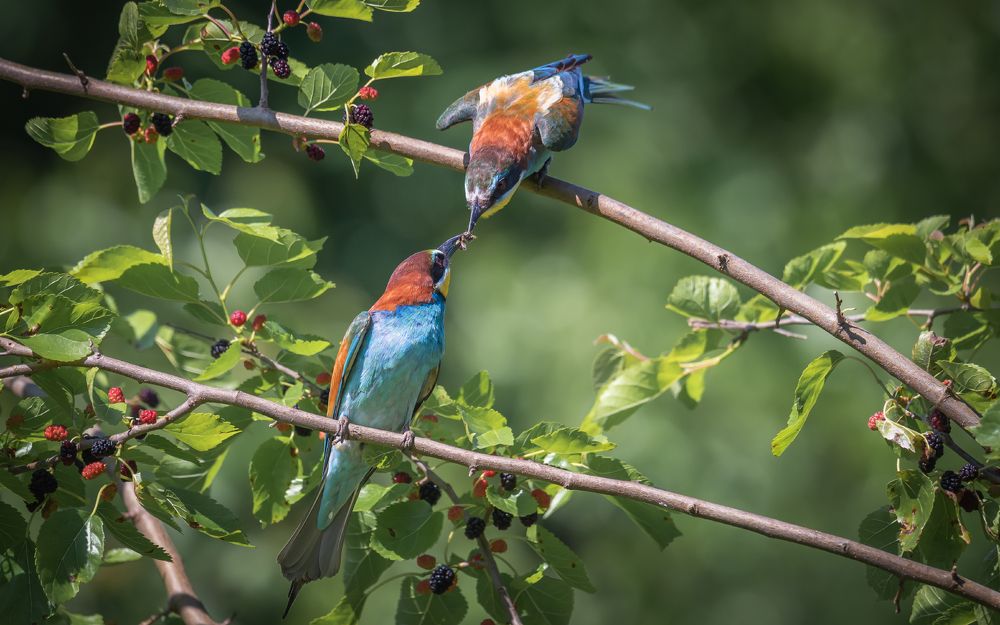 Щурочьи будни